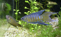 Photo of Gourami