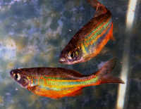 Photo of rainbowfish