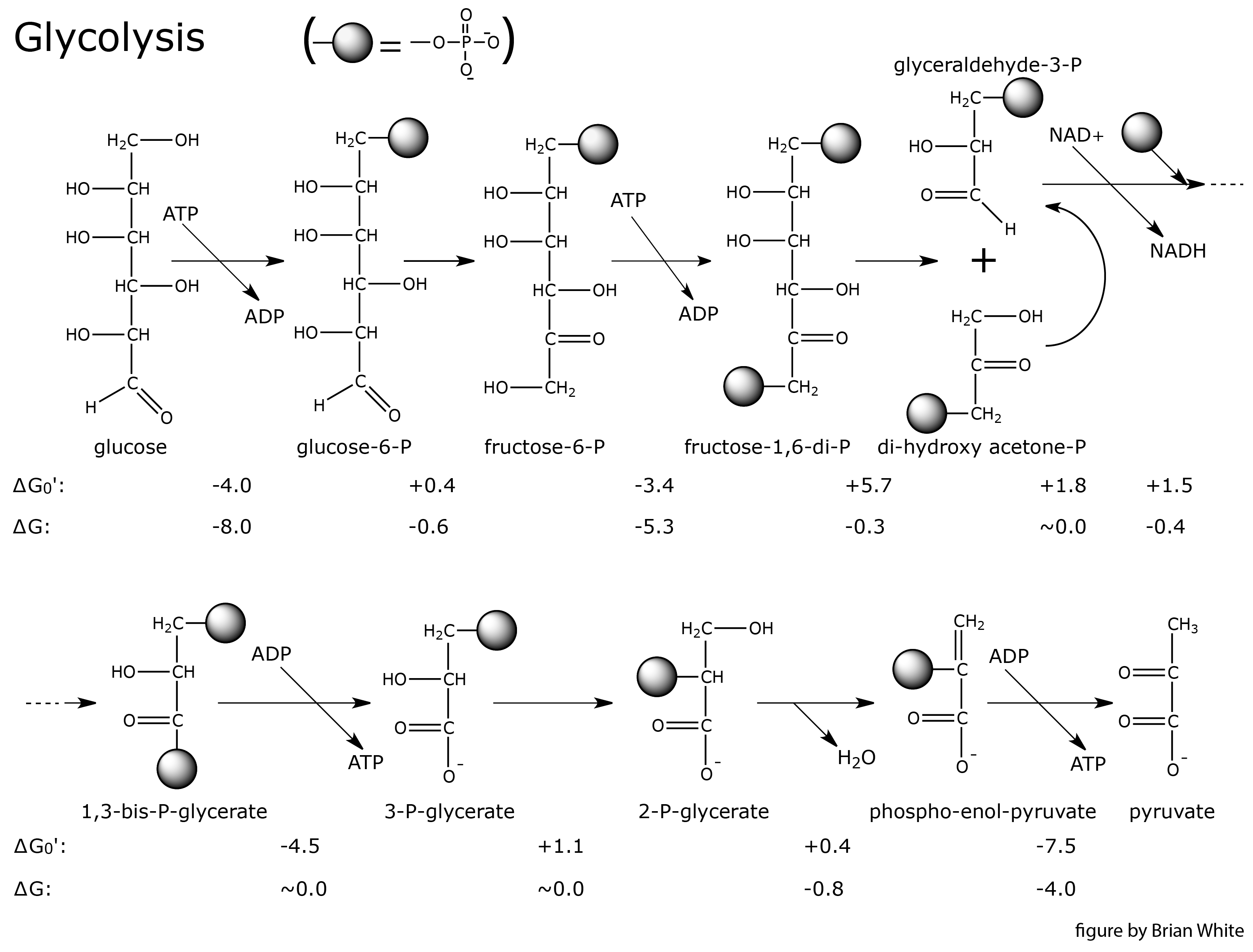 Glycolysis