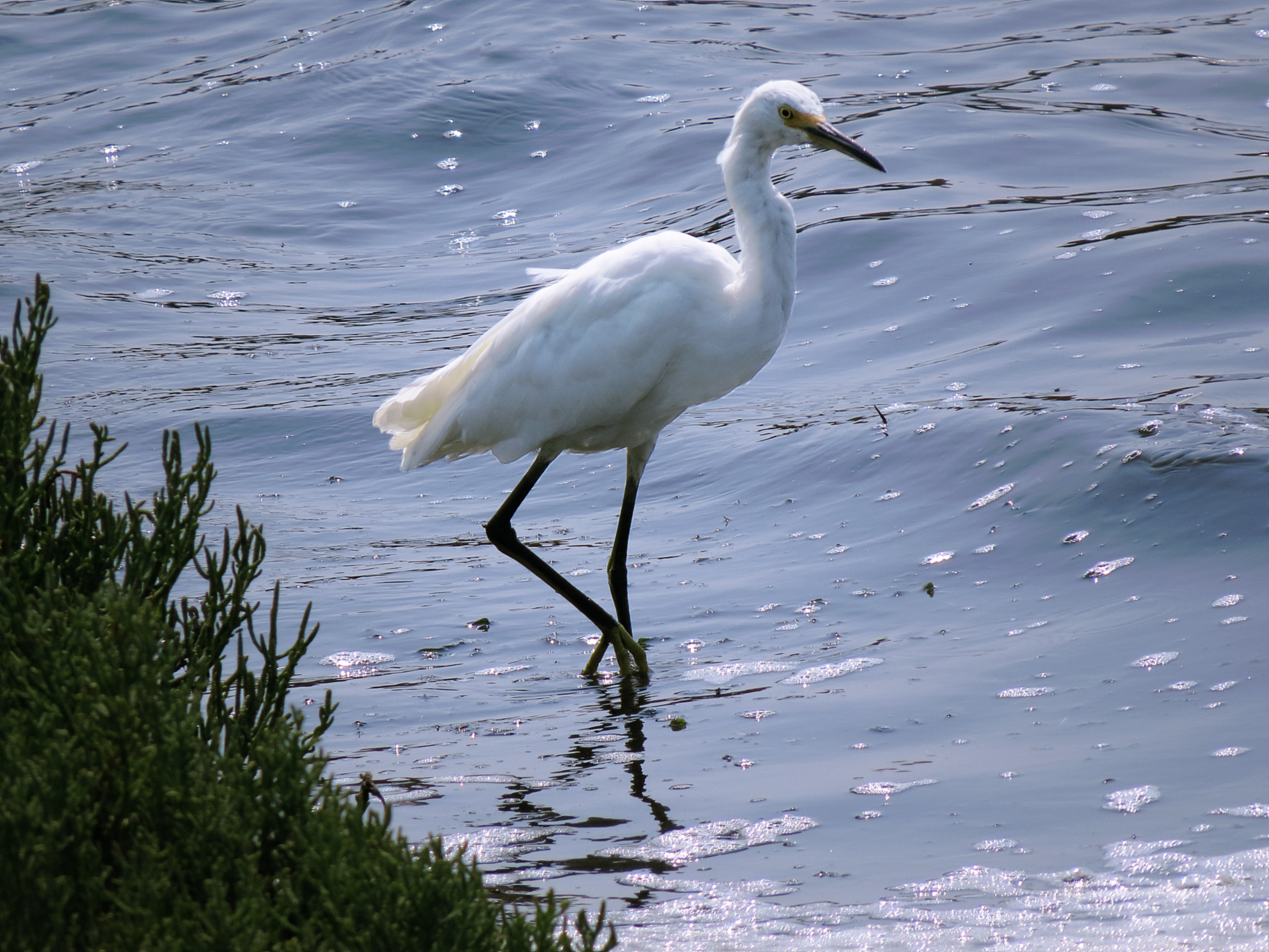 Egret