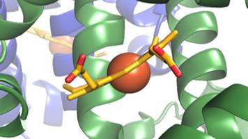 Principles of Biochemistry 6 |Blood Coagulation| Class Notes |HarvardX