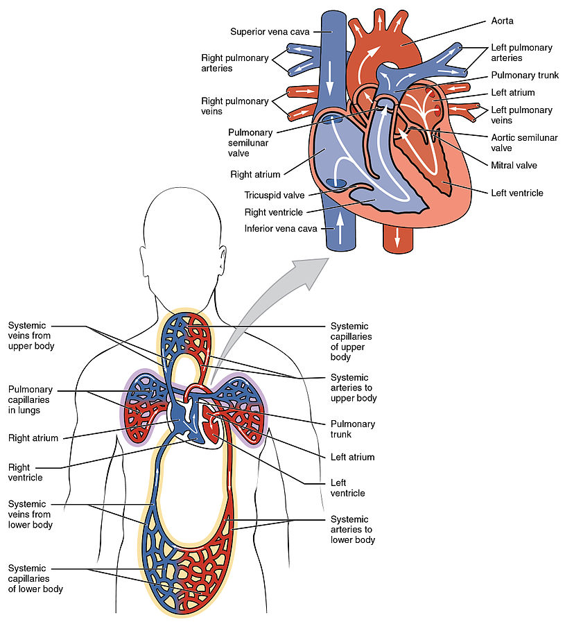Image shows the pulmonary and systemic circuit in the human body, and also shows a zoom in of the hart with the left and right atria and chambers. 
