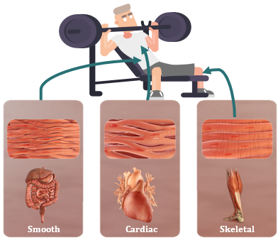 The three different types of muscle tissue