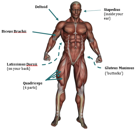 Example of some skeletal muscles