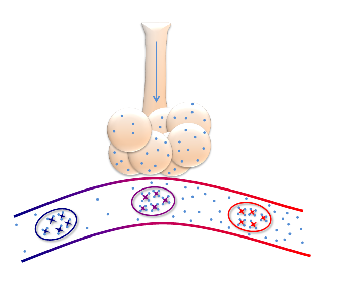  The hemoglobin in this schematic demonstrates the four binding sites per hemoglobin molecule inside the red blood cells. Oxygen is represented by small blue dots. The concentration of oxygen is high in the alveoli, and it diffuses down the concentration gradient, into the capillary, into the RBC, and binds with Hgb. 